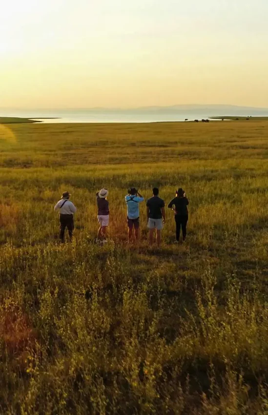 Group of guests walking through golden grassland at sunset, Changa Safari Camp, Matusadona National Park, Zimbabwe