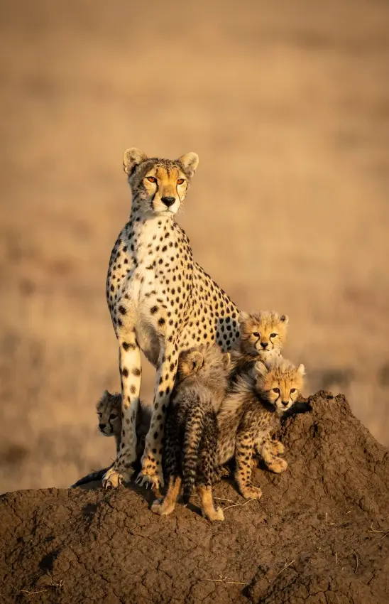 Mother cheetah with two cubs on termite mound