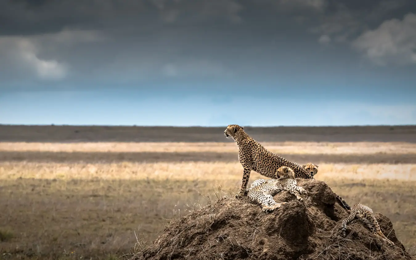 Two cheetahs on termite mound in vast savanna