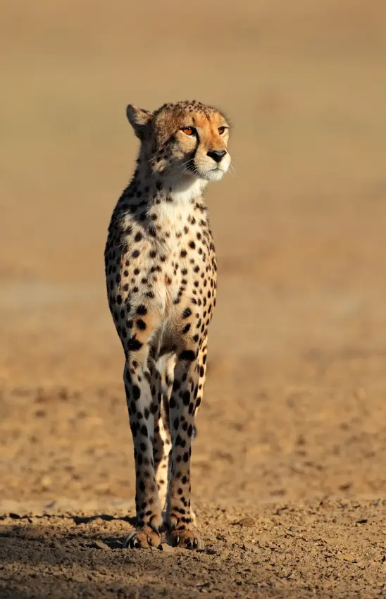 Cheetah standing alert on sandy ground looking away