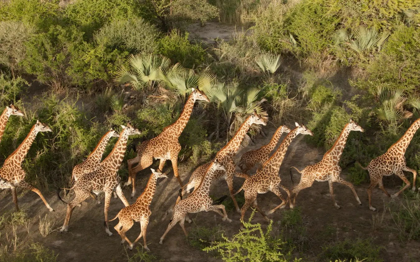 Herd of giraffes running through savanna vegetation, Chem Chem Lodge, Lake Manyara, Tanzania