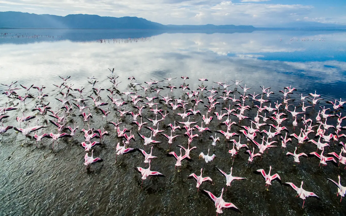 Large flock of flamingos taking flight over shallow lake, Chem Chem Lodge, Lake Manyara, Tanzania
