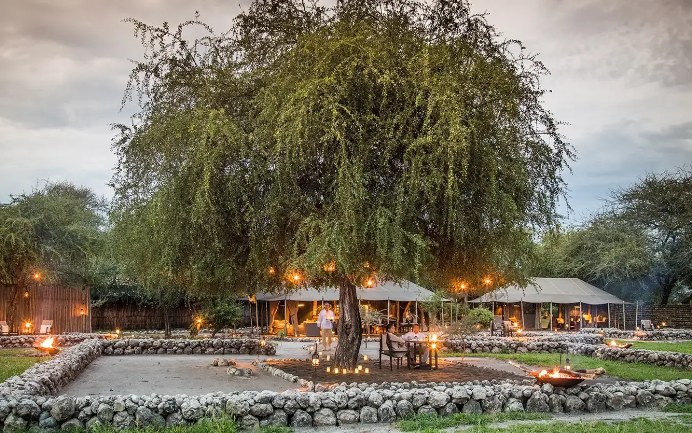 Safari lodge outdoor dining area under ancient tree at dusk, Chem Chem Lodge, Lake Manyara, Tanzania