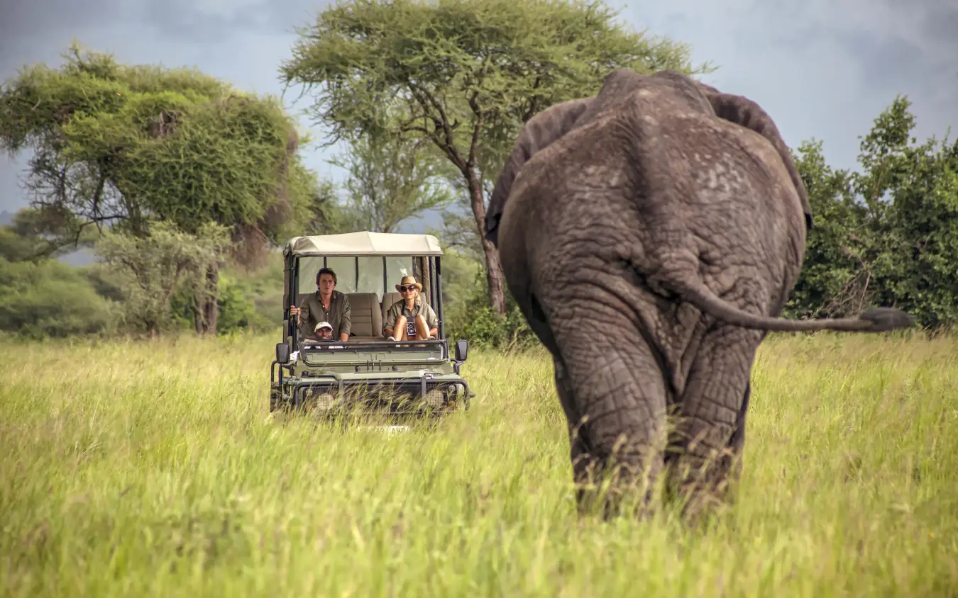 Safari vehicle with guests approaching African elephant in grassland, Chem Chem Lodge, Lake Manyara, Tanzania