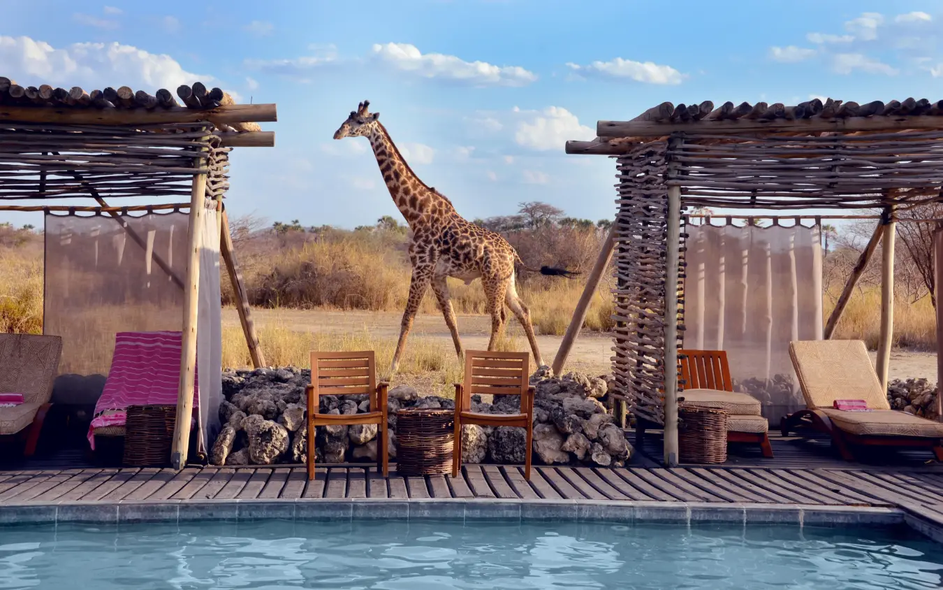 Giraffe walking past poolside lounge area with safari landscape, Chem Chem Lodge, Lake Manyara, Tanzania