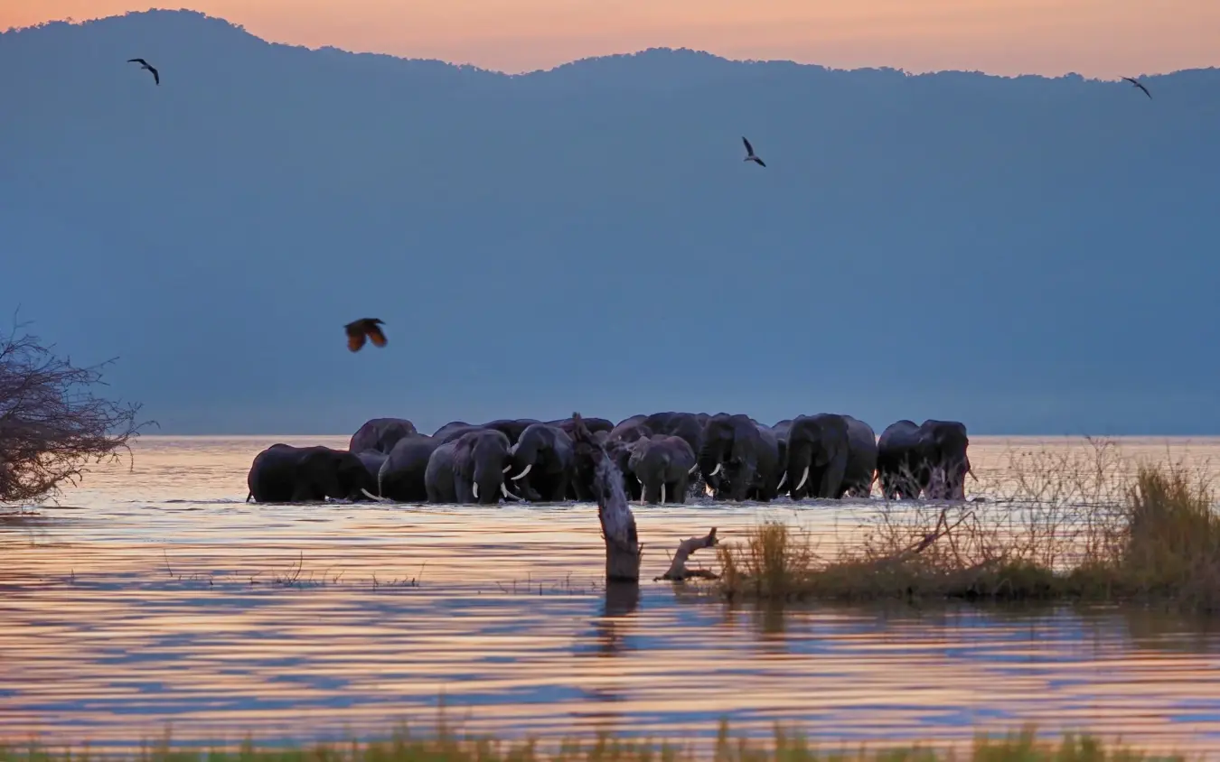 Elephants wading through shallow water at sunset, Chem Chem Lodge, Lake Manyara, Tanzania