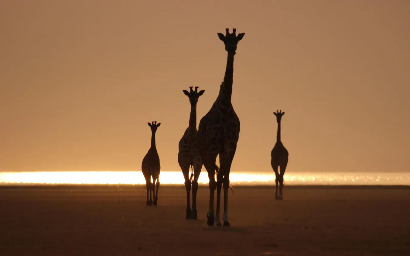 Silhouetted giraffes walking across desert at sunset, Chem Chem Lodge, Lake Manyara, Tanzania