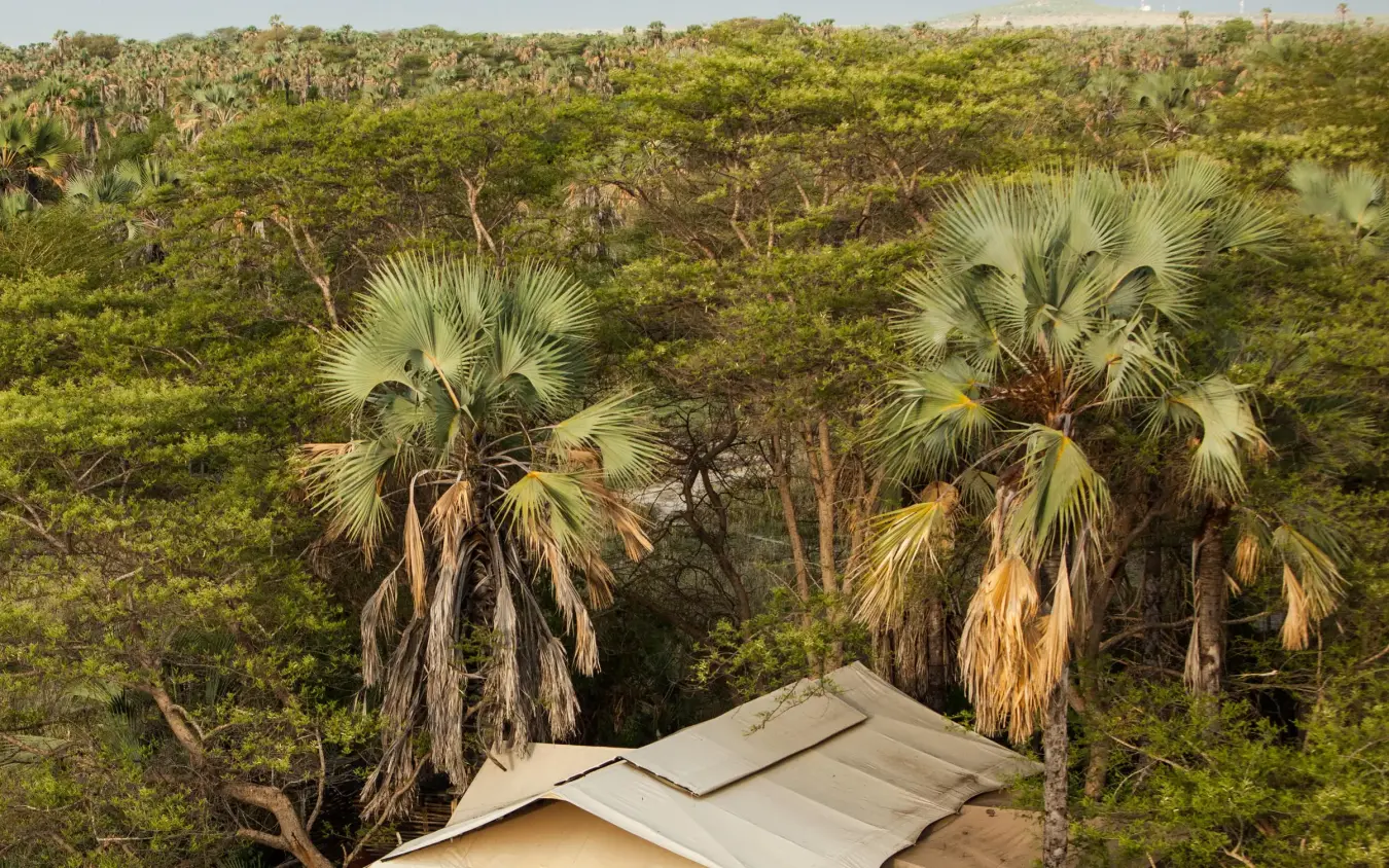 Safari lodge tent with canvas roof among palm trees, Chem Chem Lodge, Lake Manyara, Tanzania
