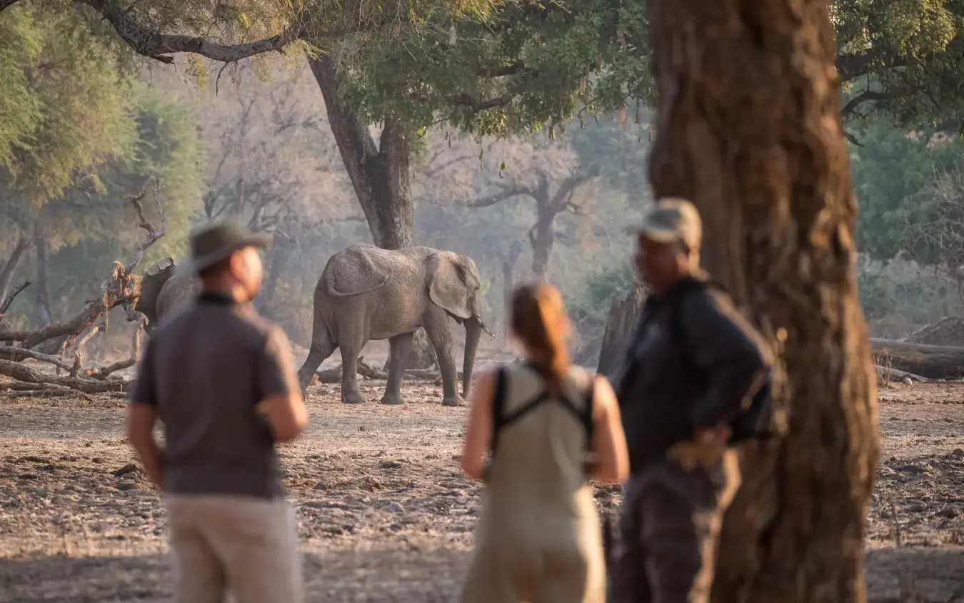 Guests observe elephant walking through woodland landscape, Chikwenya Camp, Mana Pools, Zimbabwe