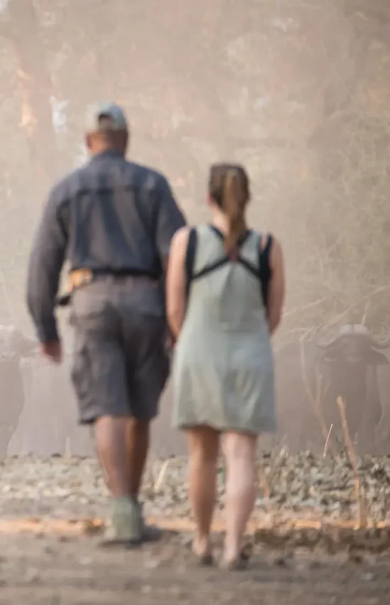 Guests observing large herd of elephants in dusty landscape, Mana Pools, Zimbabwe