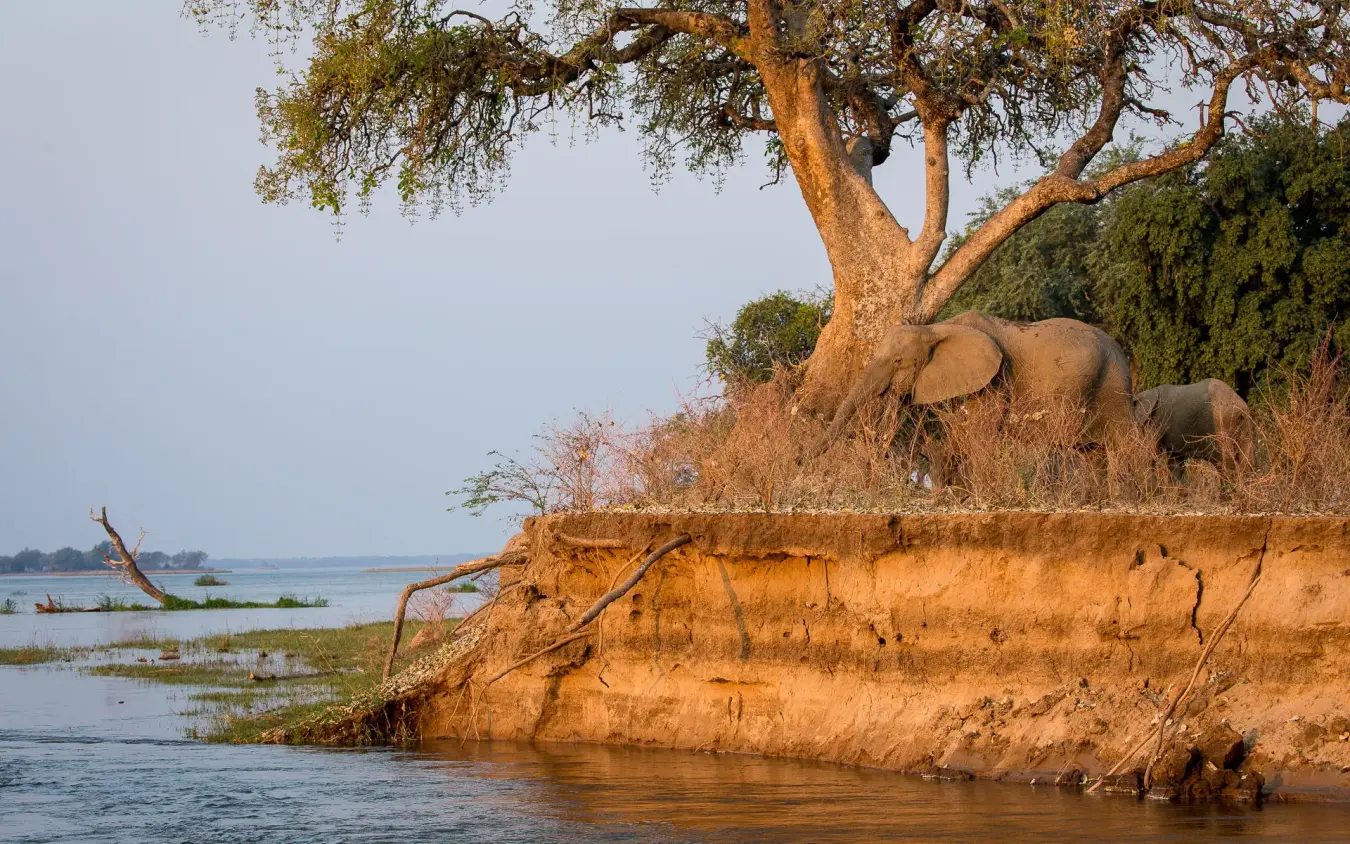 Elephant standing beneath acacia tree on riverbank, Chikwenya Camp, Mana Pools, Zimbabwe