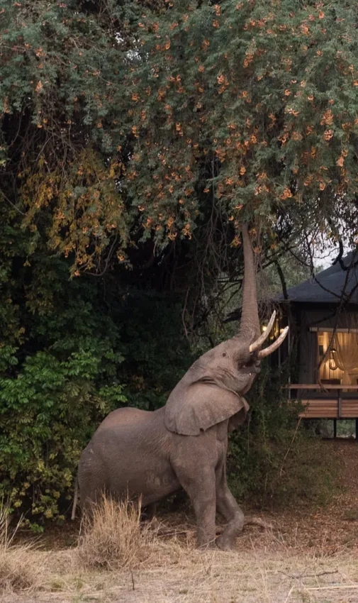 Elephant reaching up to tree near safari lodge at dusk, Chikwenya Camp, Mana Pools, Zimbabwe