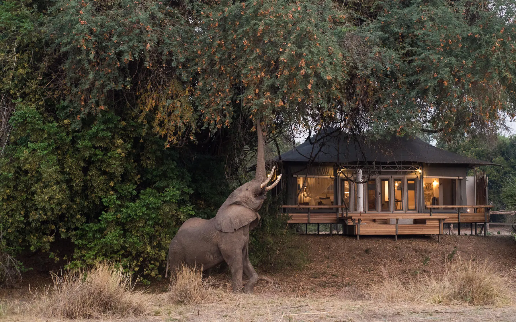 Elephant reaching up to tree near safari lodge at dusk, Chikwenya Camp, Mana Pools, Zimbabwe