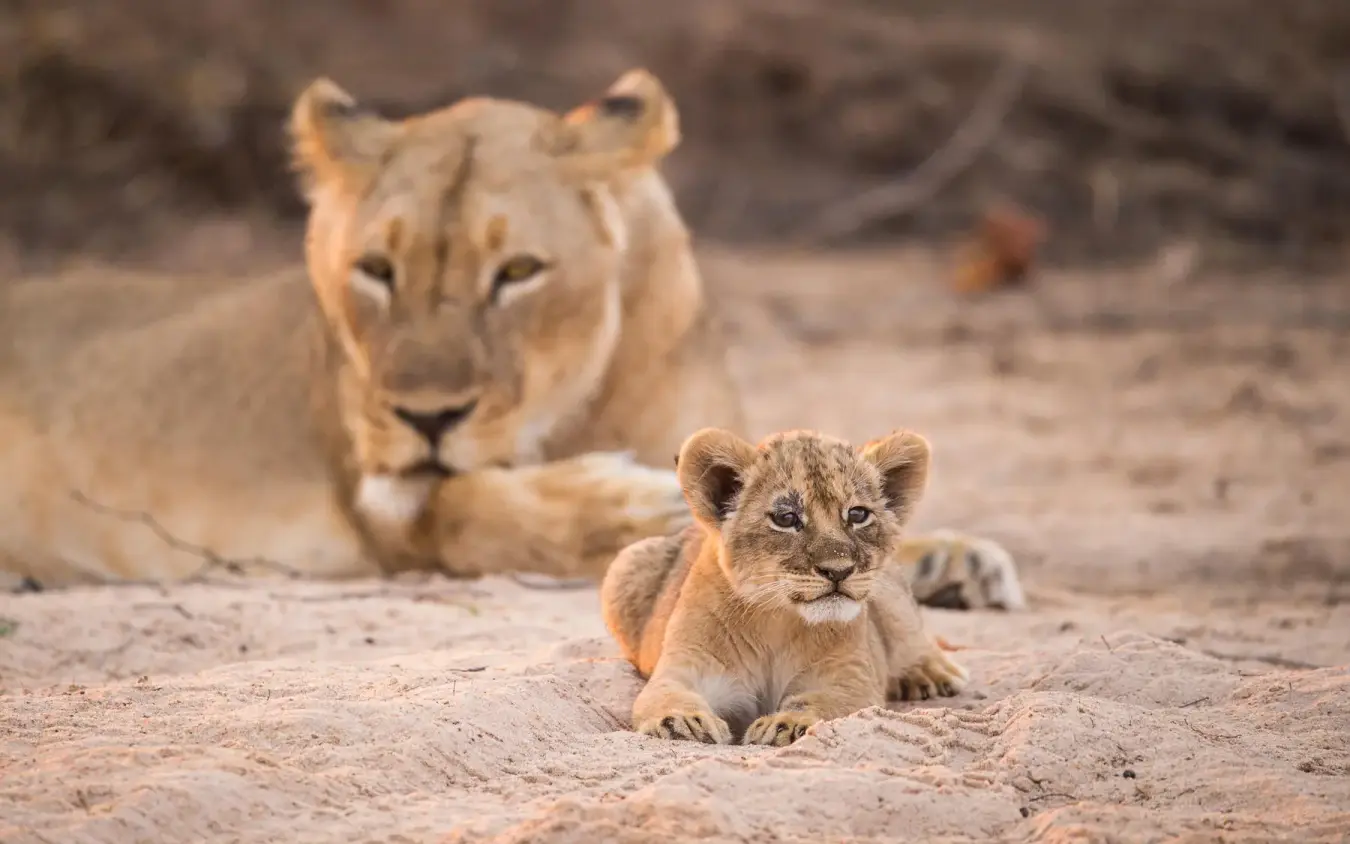 Lioness resting with lion cub on sandy ground, Chikwenya Camp, Mana Pools, Zimbabwe