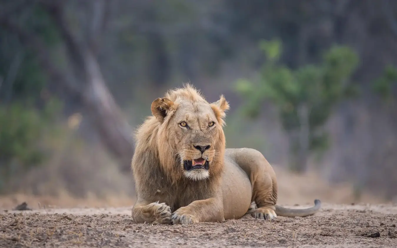 Male lion resting on sandy ground in natural habitat, Chikwenya Camp, Mana Pools, Zimbabwe