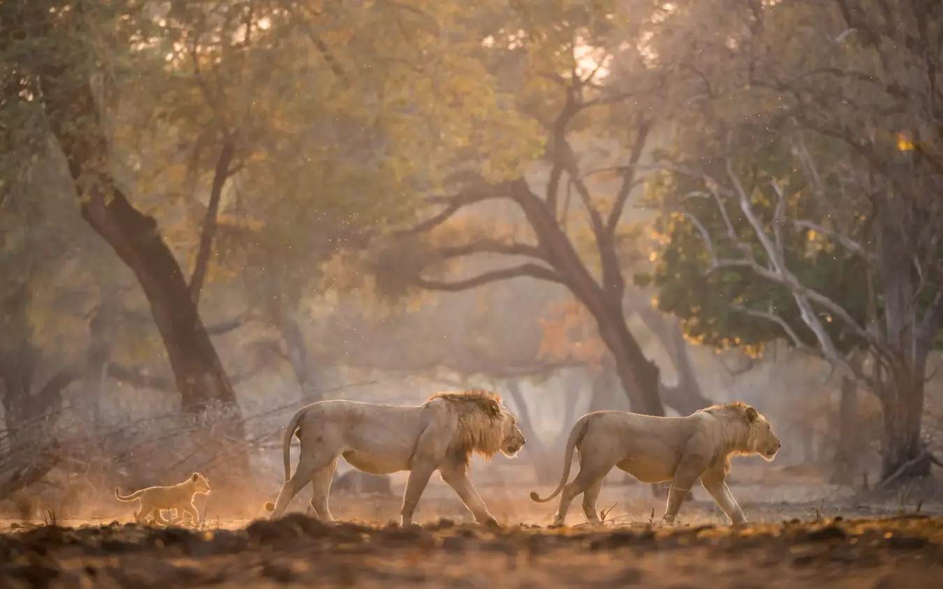 Lion family walking through dusty tree-lined path at dawn, Chikwenya Camp, Mana Pools, Zimbabwe