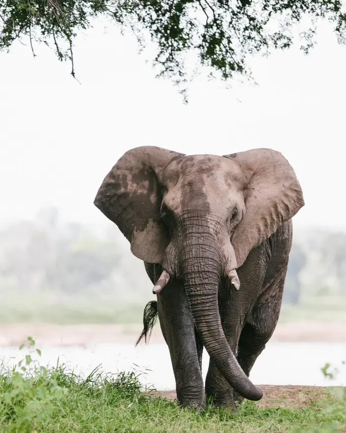 African elephant walking through grassland near water, Gonarezhou & Malilangwe, Zimbabwe