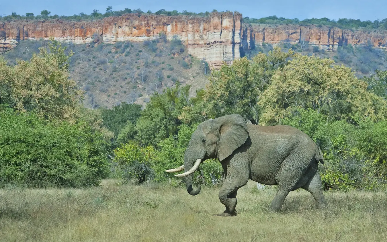 African elephant walking through savanna with rocky escarpment, Chilo Gorge Safari Lodge, Gonarezhou & Malilangwe, Zimbabwe