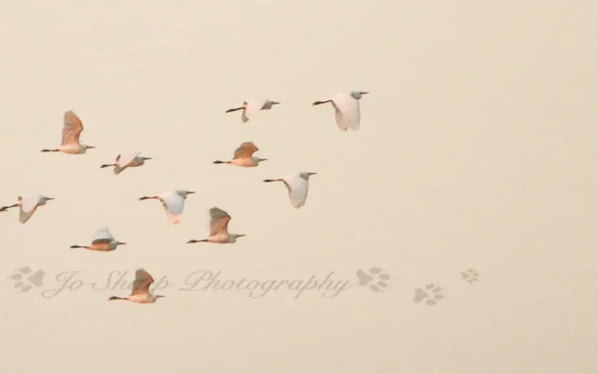 Flock of birds in flight against pale sky, Chilo Gorge Safari Lodge, Gonarezhou & Malilangwe, Zimbabwe
