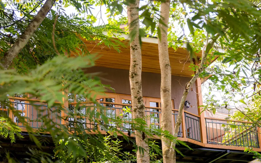 Modern wooden lodge deck nestled among tall trees, Chimpundu Lodge, Kibale Forest, Uganda