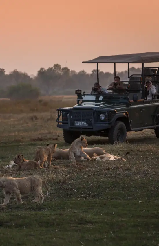Safari vehicle with tourists observing lion pride at sunset, Chitabe Camp, The Okavango Delta, Botswana