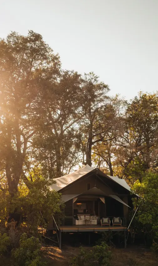 Safari tent accommodation nestled among tall trees at golden hour, Chitabe Camp, The Okavango Delta, Botswana
