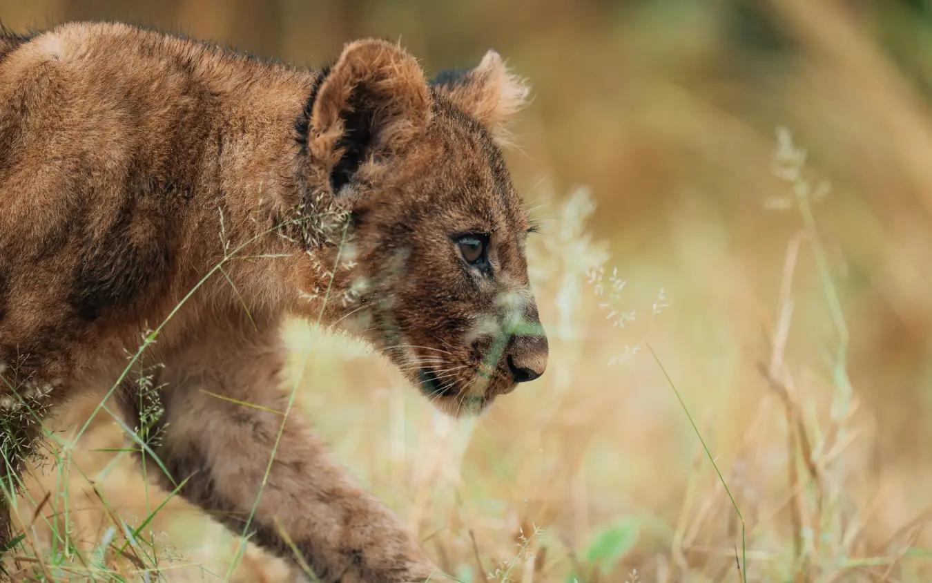 Young lion cub walking through dry grass, Chitabe Camp, The Okavango Delta, Botswana