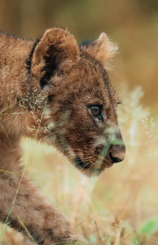 Young lion cub walking through dry grass, Chitabe Camp, The Okavango Delta, Botswana