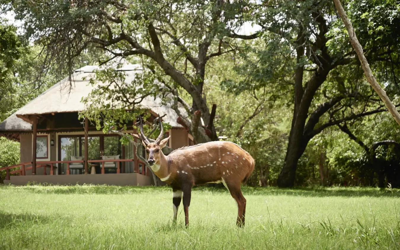 Antelope grazing in grassland with thatched lodge and trees in background, Chobe Chilwero, Chobe, Botswana