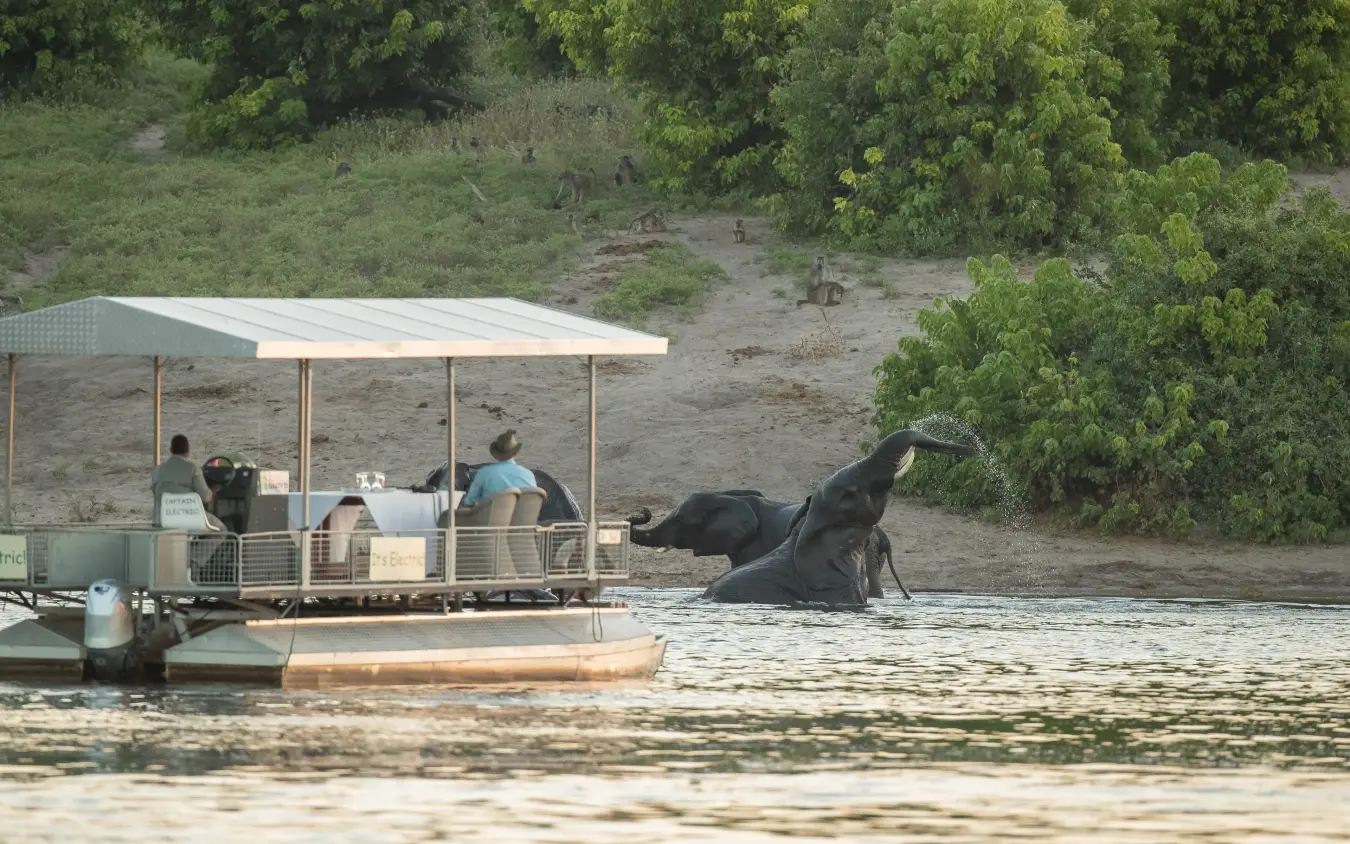 Boat excursion with guests watching elephant in river water, Chobe Game Lodge, Chobe, Botswana