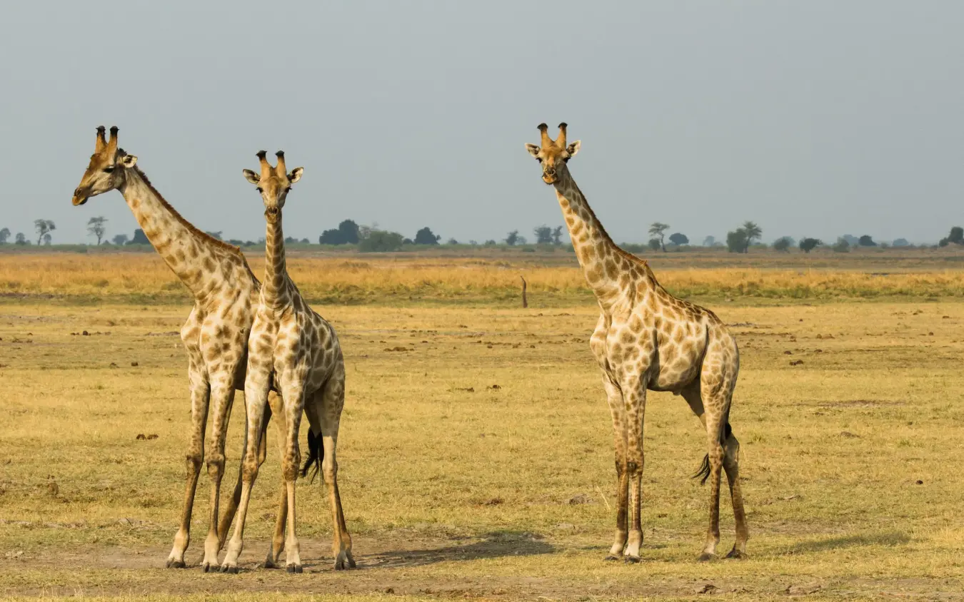 Three giraffes standing in arid grassland savanna, Chobe Game Lodge, Chobe, Botswana