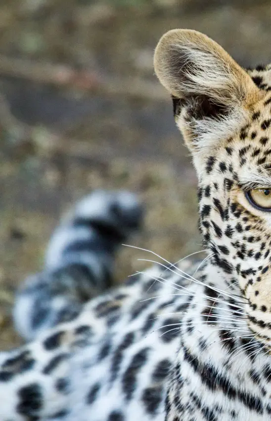 Leopard head in close-up profile with blurred tail in background, Chobe Game Lodge, Chobe, Botswana