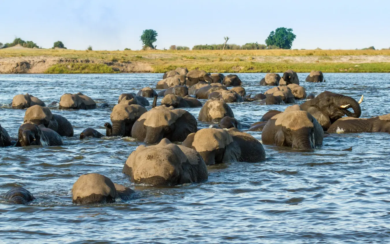 Herd of elephants bathing in river crossing during daytime, Chobe Game Lodge, Chobe, Botswana