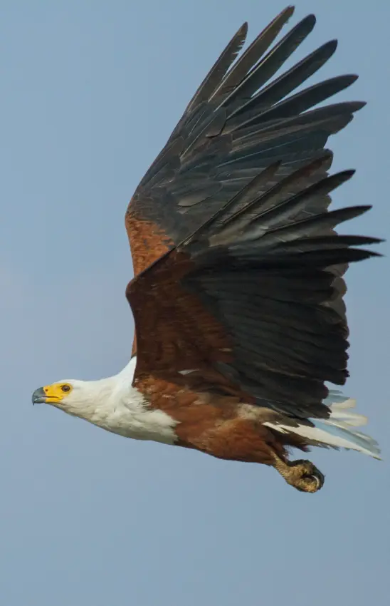 African fish eagle in flight against clear blue sky, Chobe, Botswana
