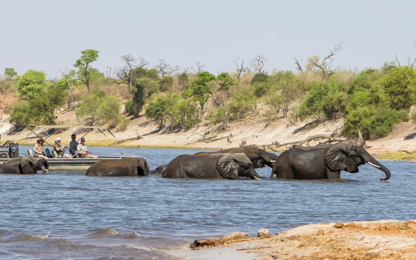 Guests observe elephants bathing in river from boat, Chobe Savanna Lodge, Zambezi Region, Namibia