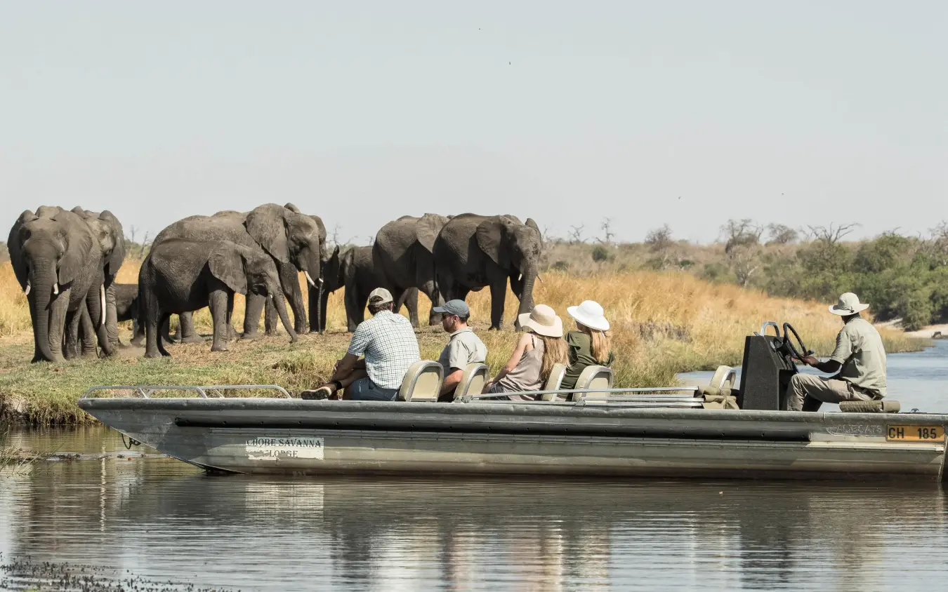 Guests in boat observing elephant herd at waterside, Chobe Savanna Lodge, Zambezi Region, Namibia