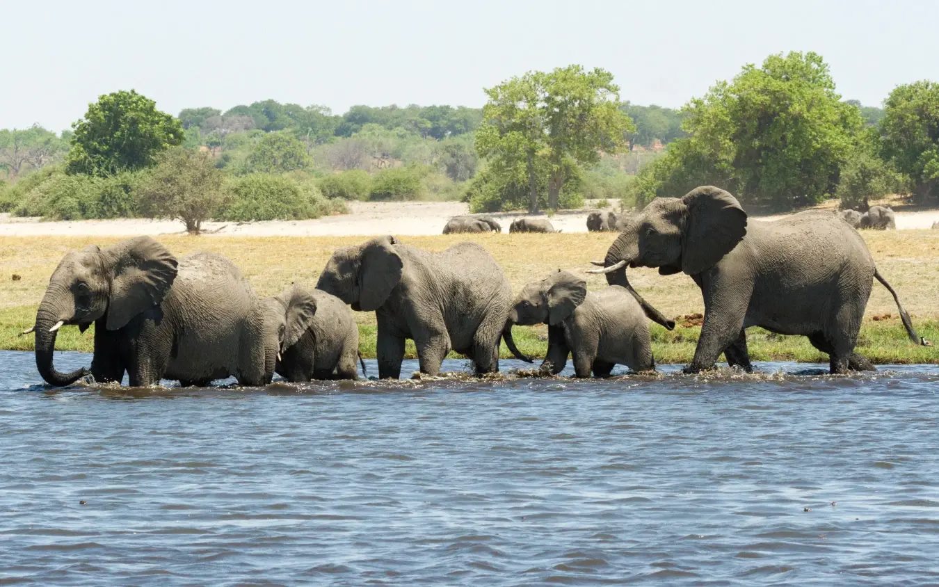 Elephant herd wading together in river water, Chobe Savanna Lodge, Zambezi Region, Namibia