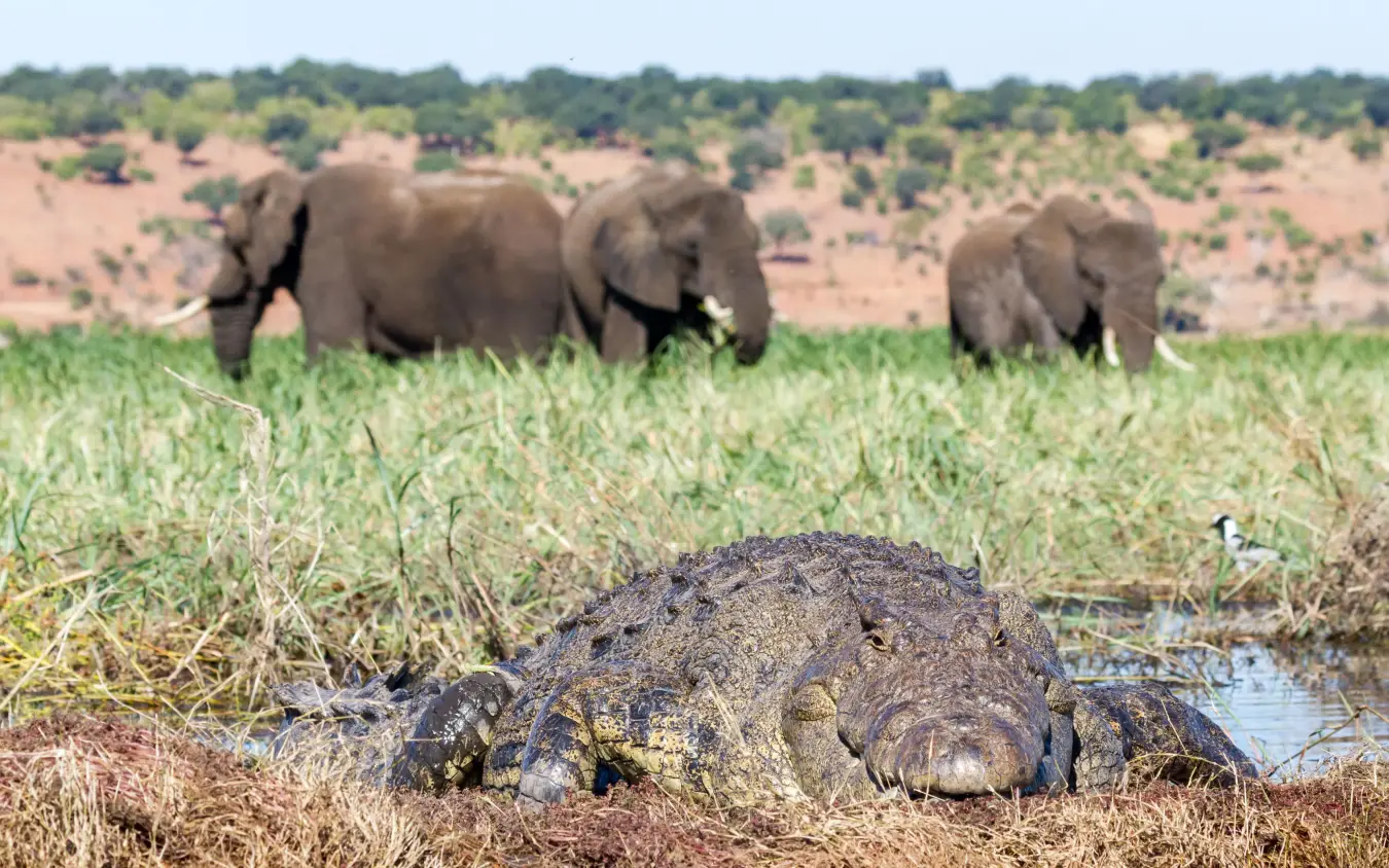 Crocodile in foreground with elephants grazing behind, Chobe Savanna Lodge, Zambezi Region, Namibia