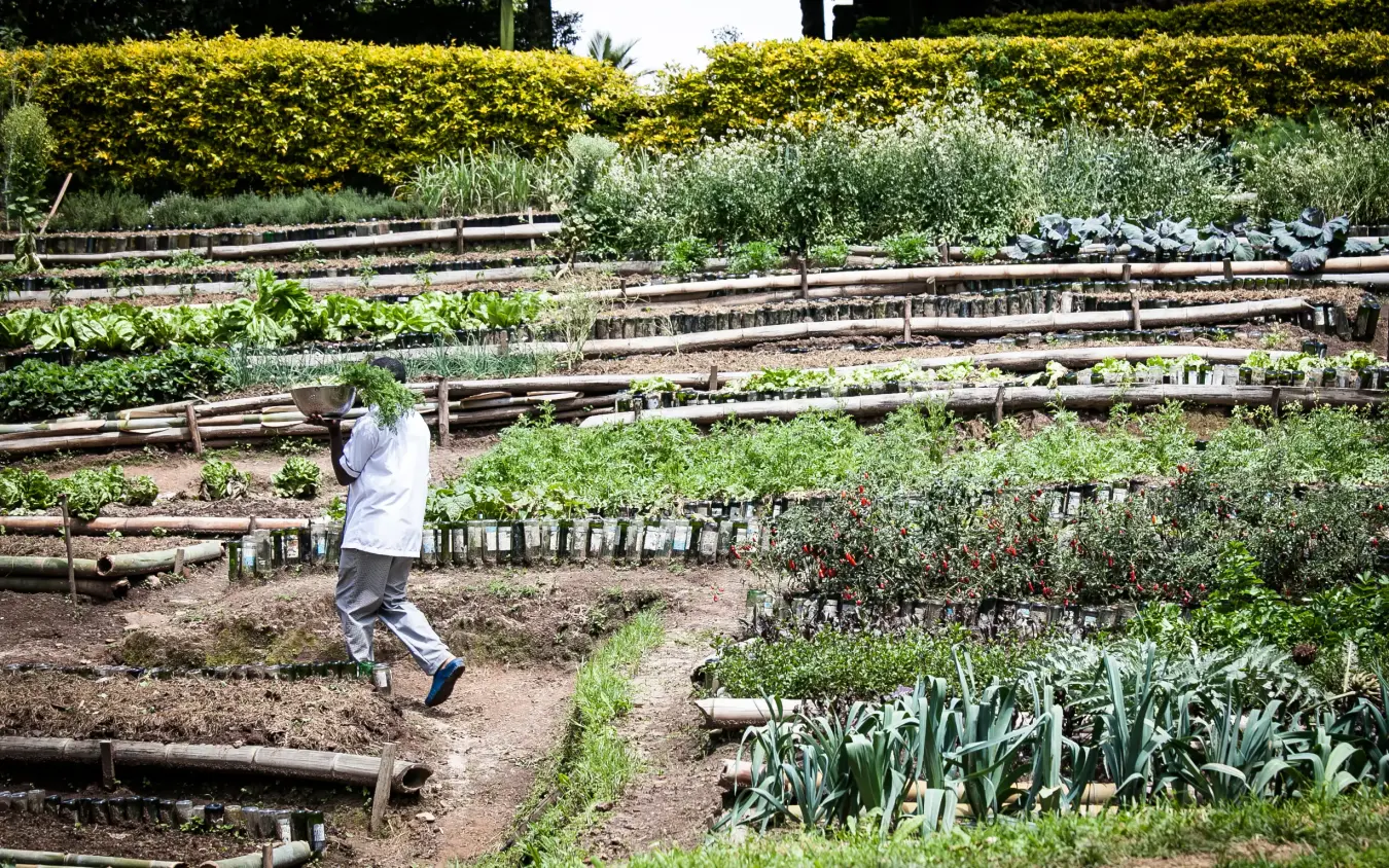 Person working in vegetable garden with wooden raised beds, Clouds Mountain Gorilla Lodge, Bwindi Impenetrable Forest, Uganda