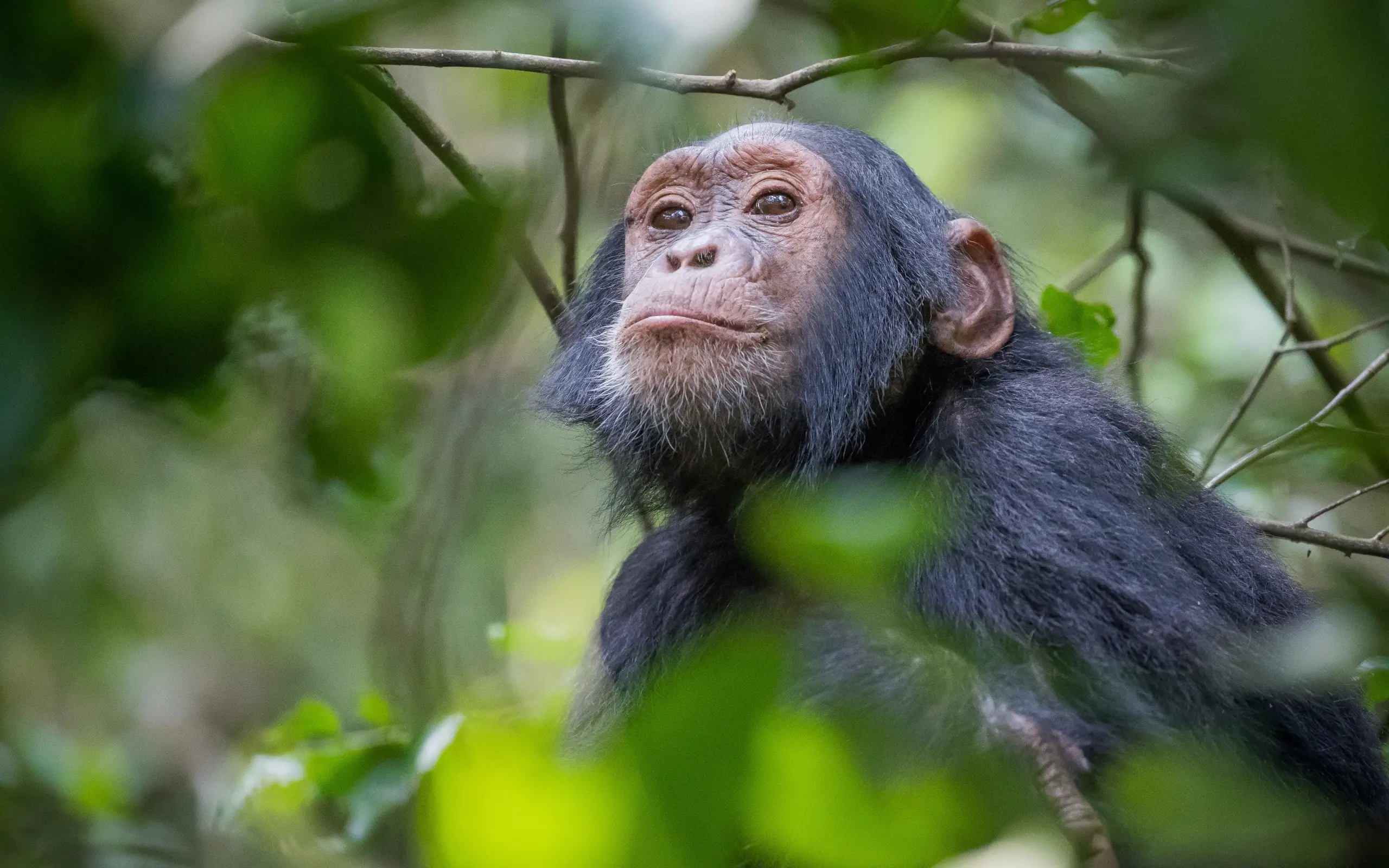 Chimpanzee in natural habitat surrounded by green foliage