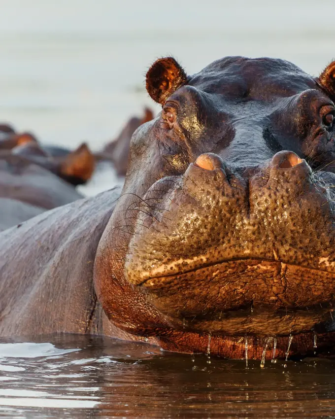 Hippopotamuses in water with heads above surface