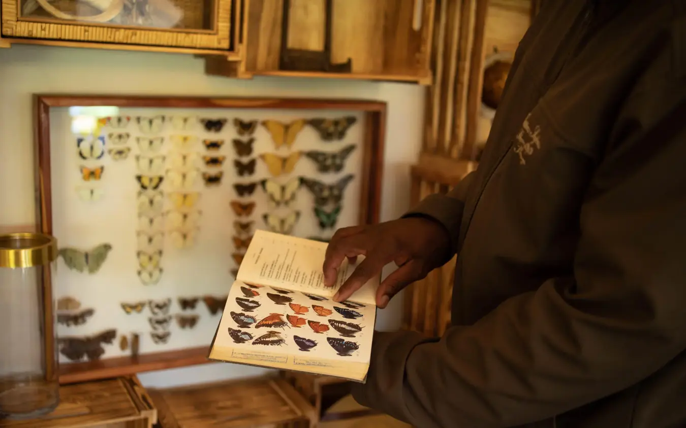 Person examining vintage butterfly specimen collection display, Cottar’s 1920s Camp, Maasai Mara, Kenya