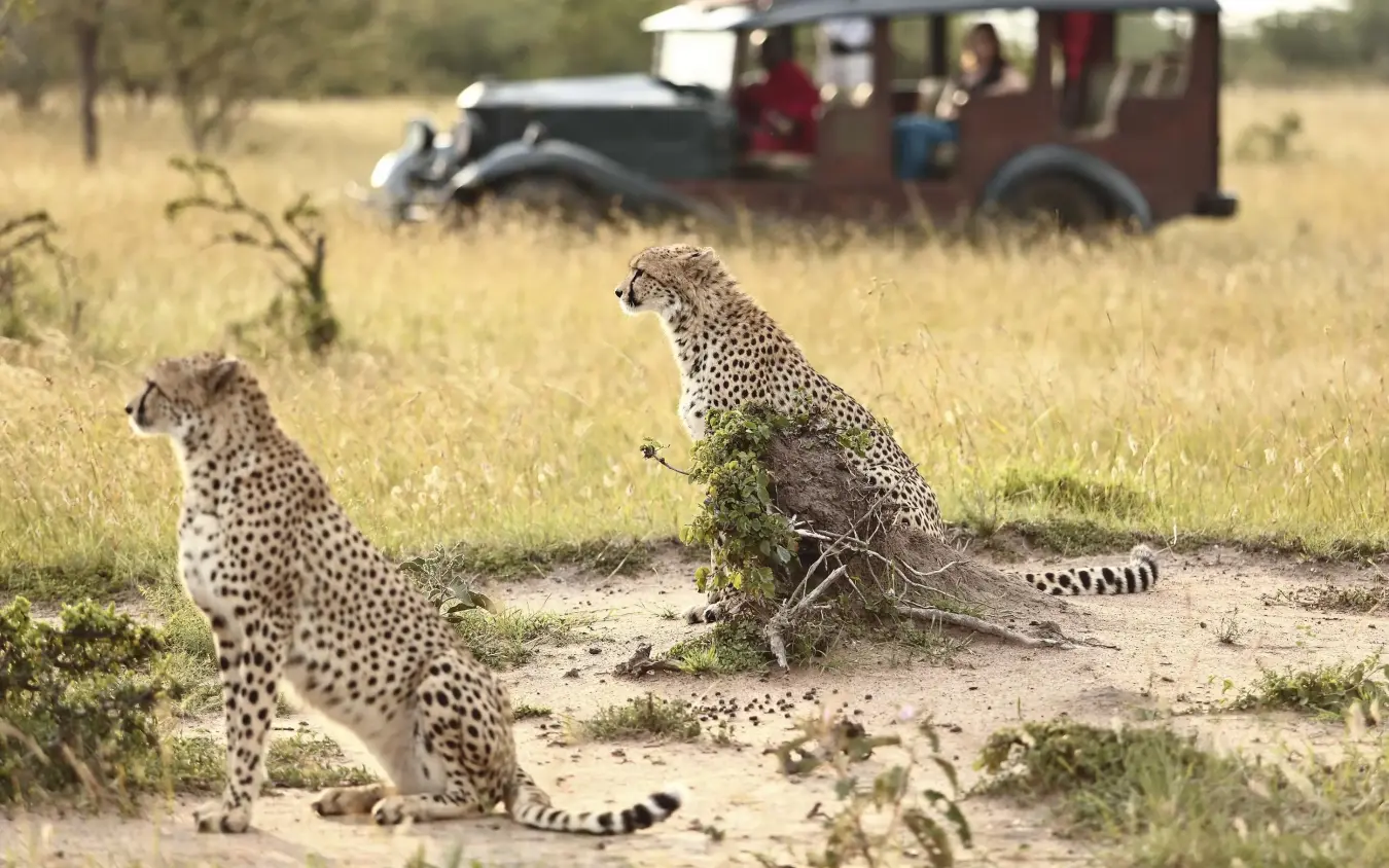 Leopards on savanna with safari vehicle in background, Cottar’s 1920s Camp, Maasai Mara, Kenya