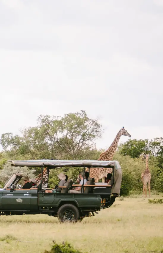 Safari vehicle with passengers observing giraffes in grassland, Cottar’s 1920s Camp, Maasai Mara, Kenya