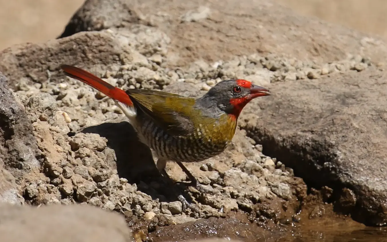 Colorful ground bird at water's edge on rocky terrain, Daka Plains Camp, Hwange National Park, Zimbabwe