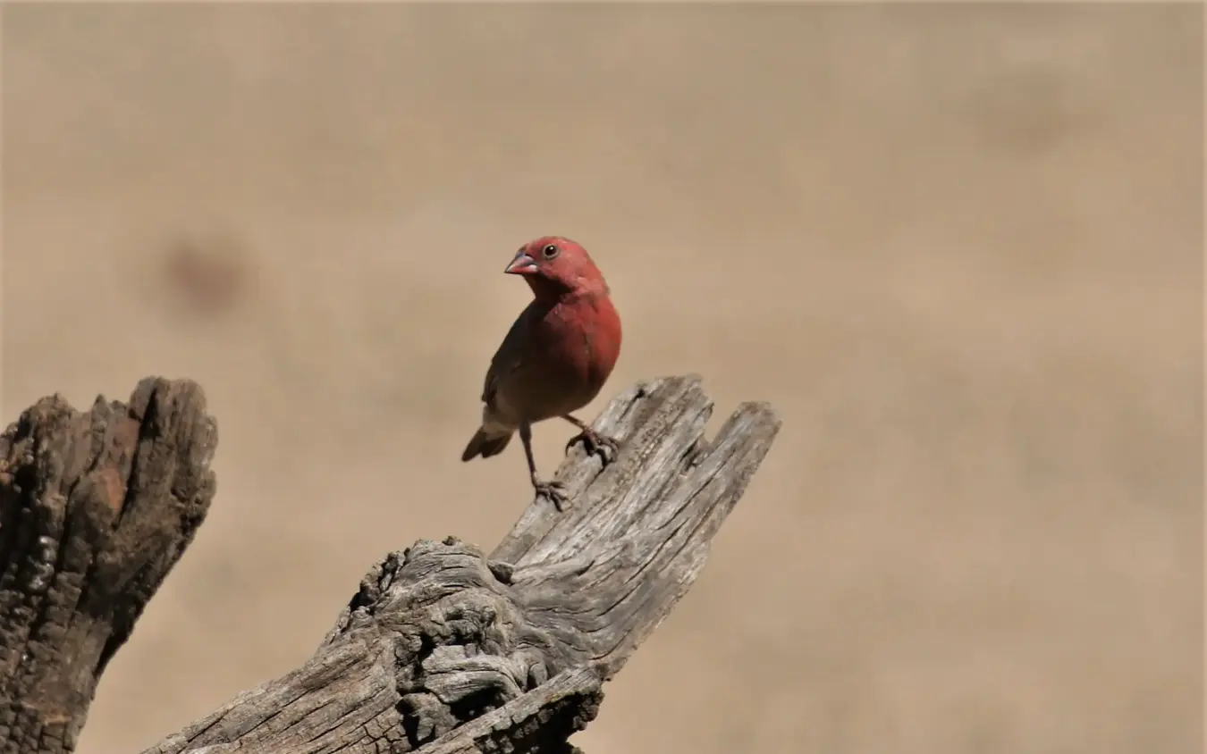 Red bird perched on weathered log against sandy background, Daka Plains Camp, Hwange National Park, Zimbabwe