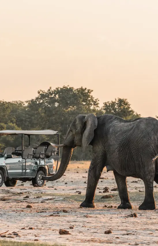 Elephant approaching safari vehicle on sandy terrain at dusk, Davison’s Camp, Hwange National Park, Zimbabwe