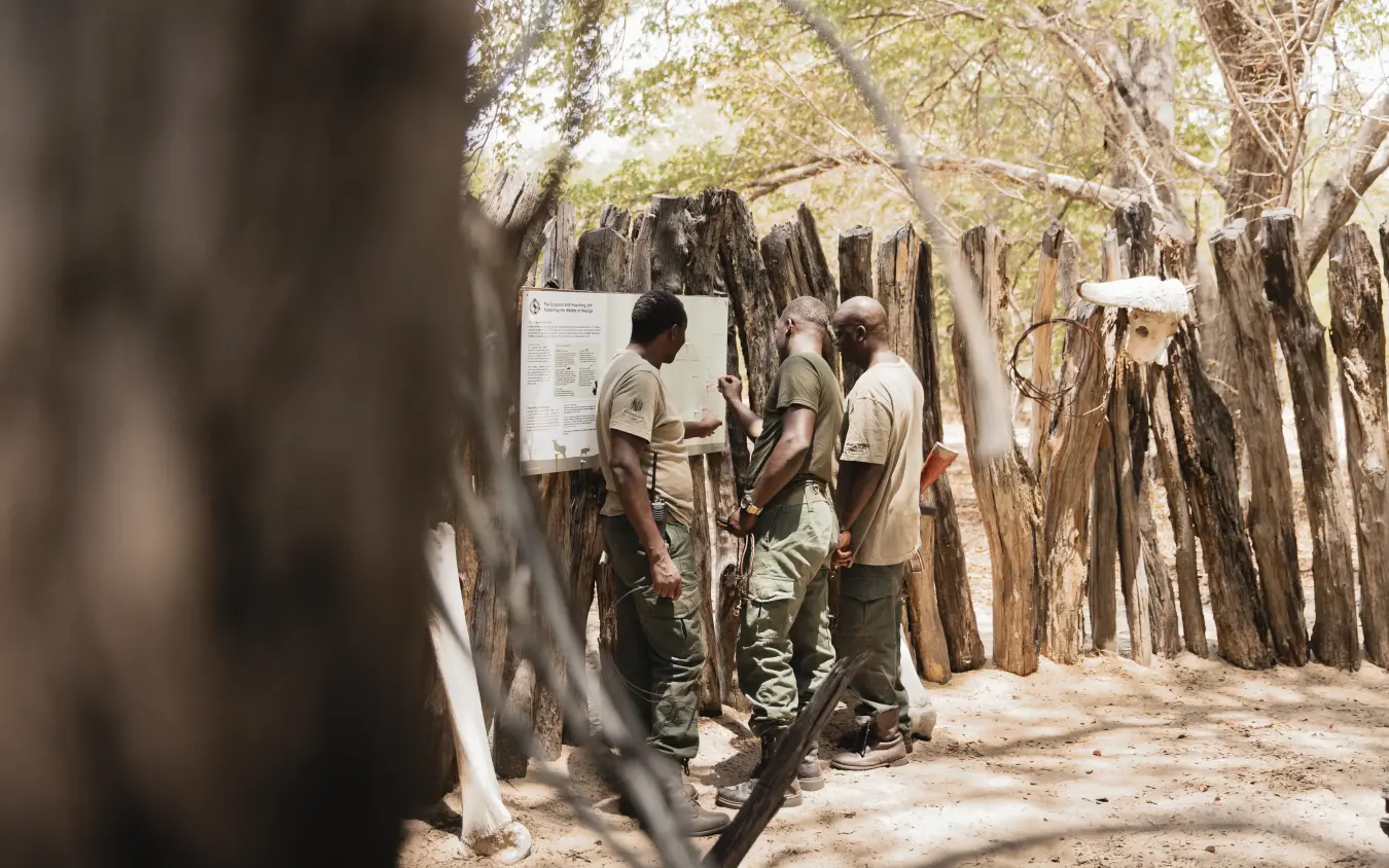 Local guides reviewing information board at traditional village enclosure, Davison’s Camp, Hwange National Park, Zimbabwe