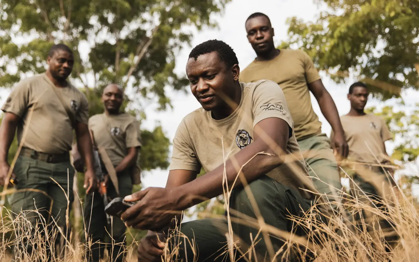Group of rangers examining grassland vegetation during daytime patrol, Davison’s Camp, Hwange National Park, Zimbabwe