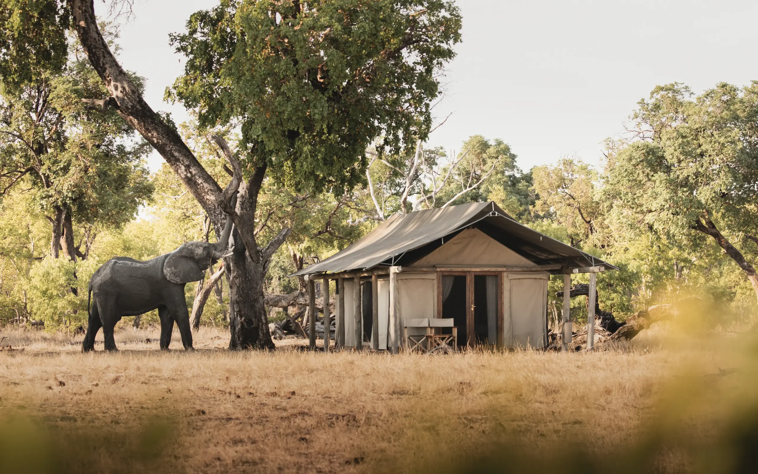 Elephant walking past canvas safari tent in woodland savanna, Davison’s Camp, Hwange National Park, Zimbabwe